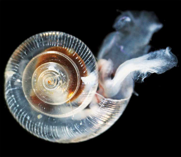 This image shows the dissolving shell of a pteropod after being exposed to higher CO2 water.