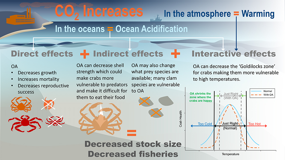 Crab Cumulative effects infographic