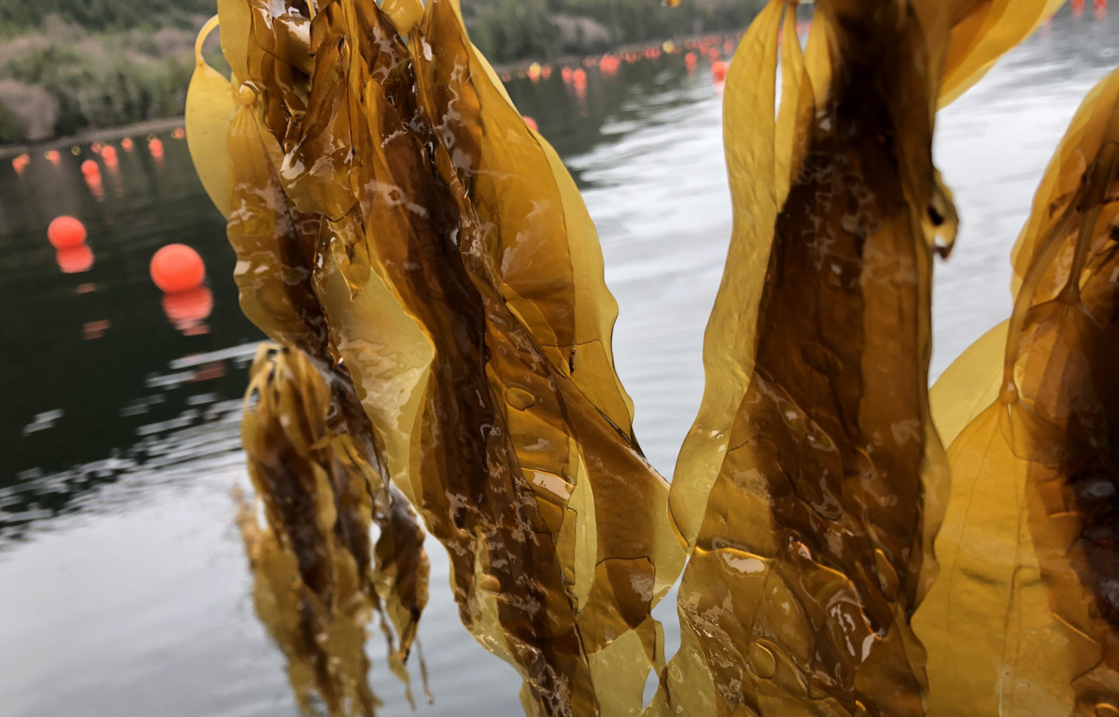 Kelp Crop