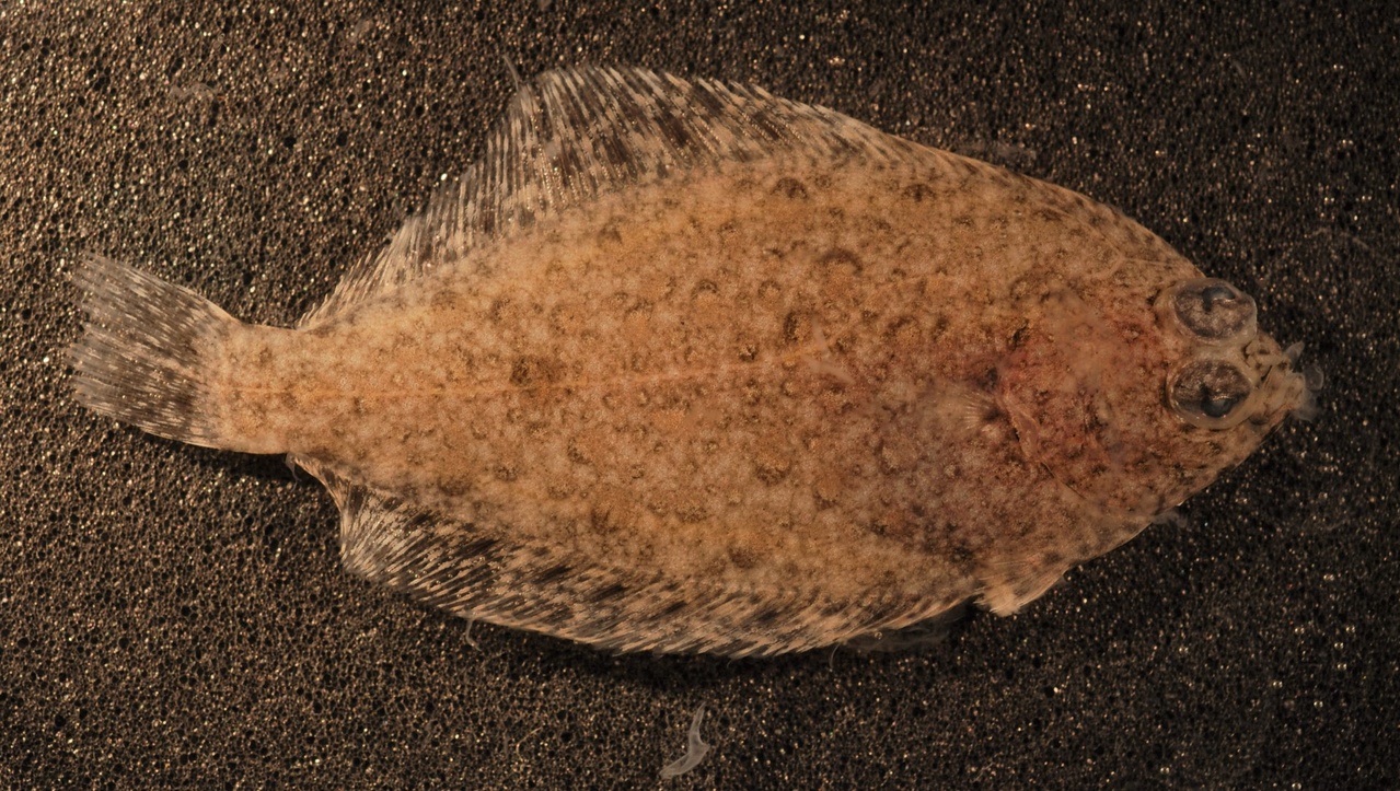 Northern Rock Sole Groundfish