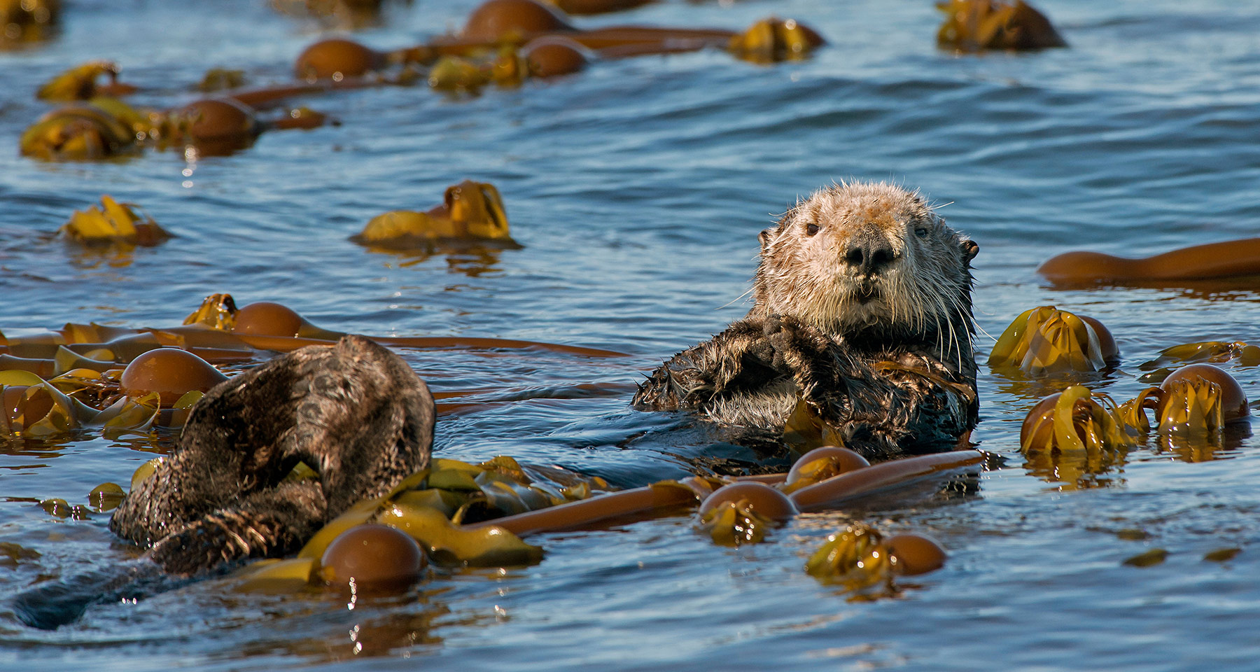Sea Otter swimming in Kelp