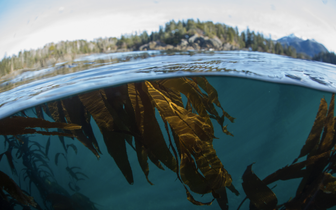 Q&A: how does kelp influence OA and climate change?